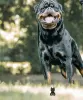 Dodatkowe zdjęcia: Kennel Club Zarejestrował piękne szczenięta Rottweilera