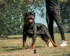 Dodatkowe zdjęcia: Kennel Club Zarejestrował piękne szczenięta Rottweilera