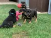 Zdjęcie №1. rottweiler - na sprzedaż w Москва | 1256zł | Zapowiedź №36514