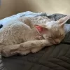 Dodatkowe zdjęcia: Devon Rex Cynamon