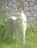 Zdjęcie №1. husky syberyjski - na sprzedaż w Woroneż | 2578zł | Zapowiedź №11610