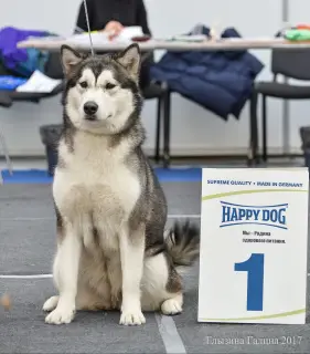 Zdjęcie №2 do zapowiedźy № 1462 na sprzedaż  alaskan malamute - wkupić się Federacja Rosyjska prywatne ogłoszenie