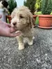 Zdjęcie №2 do zapowiedźy № 53638 na sprzedaż  lagotto romagnolo - wkupić się Serbia prywatne ogłoszenie