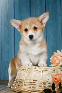 Dodatkowe zdjęcia: Welsh Corgi Pembroke