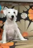 Dodatkowe zdjęcia: szczenięta parson russell terrier