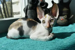 Zdjęcie №3. Kocięta Cornish Rex. Białoruś