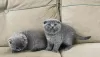 Zdjęcie №1. scottish fold - na sprzedaż w Антверпен | Bezpłatny | Zapowiedź № 123255