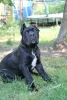 Zdjęcie №2 do zapowiedźy № 20102 na sprzedaż  cane corso - wkupić się Białoruś prywatne ogłoszenie