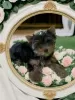 Zdjęcie №1. yorkshire terrier - na sprzedaż w Petersburg | negocjowane | Zapowiedź №94981