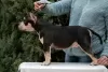 Zdjęcie №1. american bully - na sprzedaż w Rostów nad Donem | negocjowane | Zapowiedź №87116