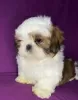 Zdjęcie №1. shih tzu - na sprzedaż w Mińsk | 1644zł | Zapowiedź №89548