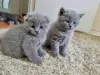 Zdjęcie №1. scottish fold - na sprzedaż w Kuwait Free Trade Zone | negocjowane | Zapowiedź № 10690