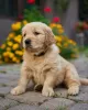 Zdjęcie №2 do zapowiedźy № 70333 na sprzedaż  golden retriever - wkupić się Polska hodowca