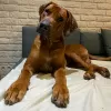 Zdjęcie №4. Sprzedam rhodesian ridgeback w Kraków. hodowca - cena - 10464zł