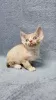 Zdjęcie №1. devon rex - na sprzedaż w Дрезден | 1674zł | Zapowiedź № 128579