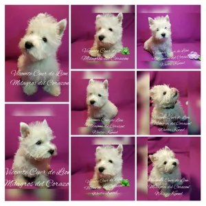 Zdjęcie №3. Szczenięta West Highland White Terrier od wnuka importera Champion. Świata. Ukraina