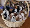 Zdjęcie №1. cavalier king charles spaniel - na sprzedaż w Quinyambie | negocjowane | Zapowiedź №51481