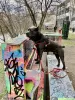 Dodatkowe zdjęcia: robienie na drutach. Samiec Cane Corso