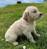 Zdjęcie №2 do zapowiedźy № 41480 na sprzedaż  golden retriever - wkupić się Niemcy prywatne ogłoszenie