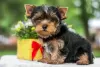 Zdjęcie №2 do zapowiedźy № 82896 na sprzedaż  yorkshire terrier - wkupić się Izrael 