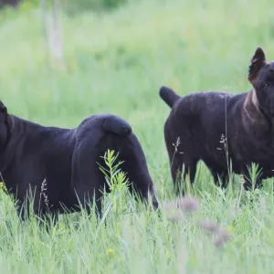 Zdjęcie №1. cane corso - na sprzedaż w Donieck | 2537zł | Zapowiedź №6760