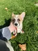 Dodatkowe zdjęcia: Corgi Welpen