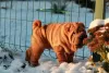 Zdjęcie №2 do zapowiedźy № 8606 na sprzedaż  shar pei - wkupić się Federacja Rosyjska prywatne ogłoszenie