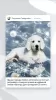 Zdjęcie №1. golden retriever - na sprzedaż w Magnitogorsk | negocjowane | Zapowiedź №7028