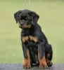 Zdjęcie №4. Sprzedam rottweiler w Нови Сад. hodowca - cena - negocjowane