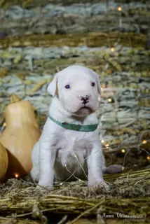 Dodatkowe zdjęcia: Dog niemiecki w Argentynie. Szczenięta