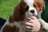 Zdjęcie №2 do zapowiedźy № 24582 na sprzedaż  cavalier king charles spaniel - wkupić się Polska hodowca