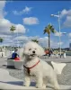 Zdjęcie №3. Bichon Fryz. Niemcy