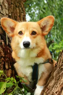 Dodatkowe zdjęcia: Welsh Corgi Pembroke Puppies