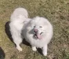 Dodatkowe zdjęcia: Samoyed suczki