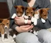 Zdjęcie №1. basenji - na sprzedaż w Mińsk | 2541zł | Zapowiedź №94208