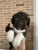 Dodatkowe zdjęcia: Lagotto Romagnolo szczenięta