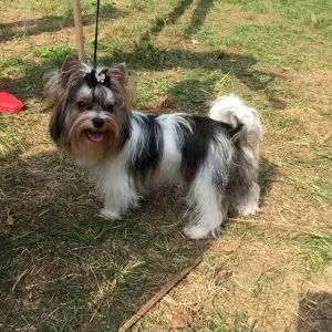 Zdjęcie №2 do zapowiedźy № 4831 na sprzedaż  yorkshire terrier biewer - wkupić się Ukraina 