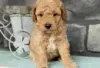 Zdjęcie №2 do zapowiedźy № 126258 na sprzedaż  labradoodle - wkupić się Niemcy prywatne ogłoszenie