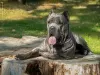 Zdjęcie №4. Sprzedam cane corso w Kaliningrad. hodowca - cena - 4556zł