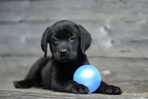 Zdjęcie №3. Labrador black girls boy 2,5 miesiąca RKF. Pełny pakiet dokumentów. Federacja Rosyjska