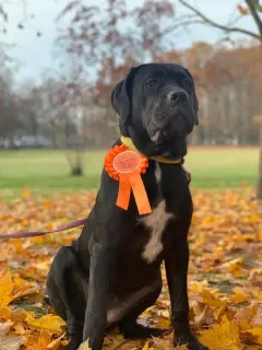 Dodatkowe zdjęcia: Dziewczyna Chic Cane Corso na sprzedaż