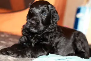 Zdjęcie №3. Oferuję szczenięta rasy Russian black terrier, St. Petersburg. Federacja Rosyjska