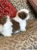 Zdjęcie №3. Bardzo zabawne szczenięta Shih Tzu do adopcji. USA