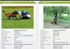 Zdjęcie №1. malinois - na sprzedaż w Bojnice | 2759zł | Zapowiedź №9459