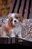 Zdjęcie №2 do zapowiedźy № 78563 na sprzedaż  cavalier king charles spaniel - wkupić się Białoruś od żłobka