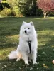 Dodatkowe zdjęcia: Samoyed szczenięta