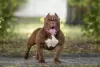 Zdjęcie №1. american bully - na sprzedaż w Saratov | 2578zł | Zapowiedź №44279