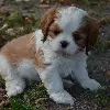 Dodatkowe zdjęcia: Cavalier King Charles Spaniel ZKWP/FCI