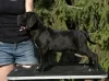 Dodatkowe zdjęcia: szczenięta cane corso