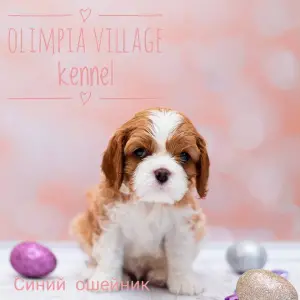 Zdjęcie №4. Sprzedam cavalier king charles spaniel w Moskwa. od żłobka - cena - 5143zł